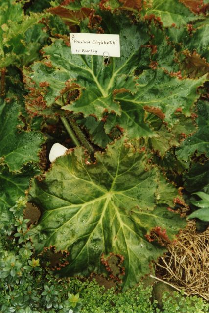 B. ‘Pauline Elizabeth’